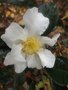 vignette Camellia 'narcissiflora'