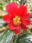 vignette Camellia 'Crimson King'