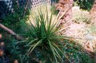 vignette Cordyline australis (2002)