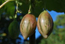 vignette Solanum betaceum