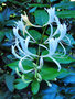vignette Caprifoliaceae - Chèvrefeuille - Lonicera periclymenum