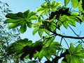 vignette Moraceae - Bois Canon - Cecropia peltata