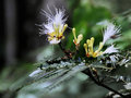 vignette Mimosaceae - Mimosa contortisiliqua ?