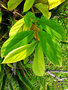 vignette Lamiaceae - Pluie d'orchides - Congea tomentosa