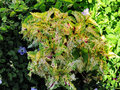 vignette Lamiaceae - Solenostemon scutellarioides - Coleus