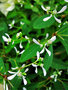 vignette Euphorbiaceae - Euphorbe couche - Euphorbia hypericifolia