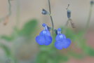 vignette Salvia chamaedryoides argentea