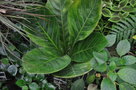 vignette Anthurium bonplandii subsp Guayanum