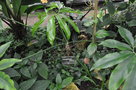 vignette Philodendron goeldii