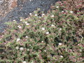 vignette Mesembryanthemum crystallinum, Lanzarote