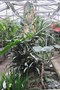 vignette Philodendron deflexum