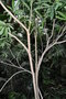 vignette Tabernaemontana persicariifolia