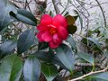 vignette Camellia freedom bell premières fleurs au 04 12 14