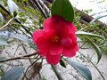 vignette Camellia freedom bell premires fleurs autre vue au 04 12 14