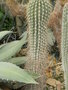 vignette Echinopsis atacamensis