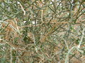 vignette Opuntia macrorhiza