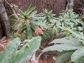 vignette Euphorbia milii 'Breonii'