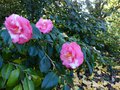 vignette Camellia japonica Lady clare au 06 12 14