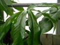 vignette Anthurium palmatum