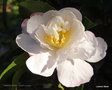 vignette Camlia ' PARADISE VENESSA ' camellia sasanqua ( parfum )