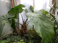 vignette Anthurium grandifolium