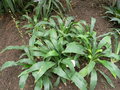 vignette Chlorophytum comosum 'Sparsiflorum'