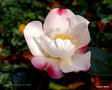 vignette Camellia sasanqua de semis