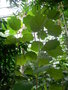 vignette Pterospermum acerifolium