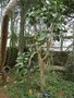 vignette Kalanchoe arborescens