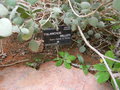 vignette Kalanchoe millotii