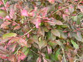 vignette Hibiscus rosa sinensis cooperi 'Roseflake'