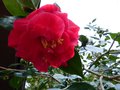 vignette Camellia japonica Grand prix autre vue au 12 12 14