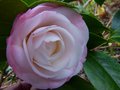 vignette Camellia japonica Desire premières fleurs au 12 12 14