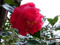 vignette Camellia japonica Grand prix premires fleurs au 12 12 14