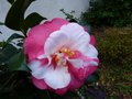 vignette Camellia japonica R.L.Wheeler variegated au 12 12 14