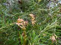 vignette Grevillea semperflorens desert flame au 12 12 14