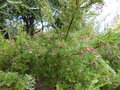 vignette Grevillea rosmarinifolia jenkinsii au 12 12 14
