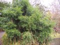 vignette Podocarpus salignus / Podocarpaceae / Chili