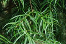 vignette Podocarpus salignus / Podocarpaceae / Chili