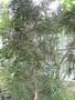 vignette Phyllanthus angustifolius