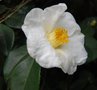 vignette Camellia japonica 'Mme Lourmand'