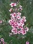 vignette Leptospermum scoparium cv.