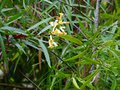 vignette Freylinia lanceolata toujours fleurie au 14 12 14