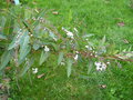 vignette hardenbergia violacea 'alba'