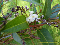 vignette hardenbergia violacea 'alba'