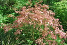 vignette Acer palmatum cv.