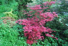 vignette Acer palmatum cv.