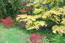 vignette Acer palmatum cv.