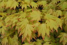 vignette Acer palmatum 'Orange Dream'