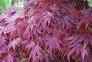 vignette Acer palmatum cv.